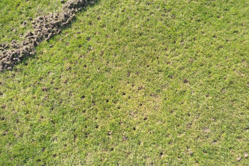 trávník po aerifikaci dutými hroty
